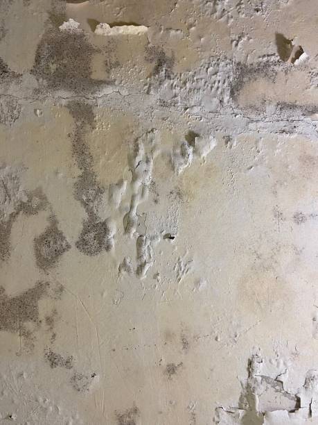 Best Mold Cleaning Services  in Ware Shoals, SC