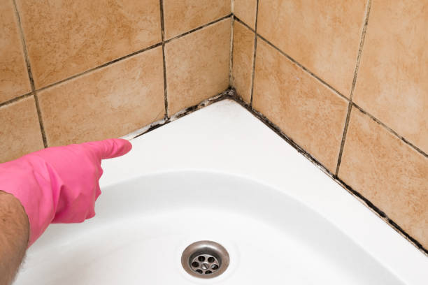 Best Crawl Space Mold Removal  in Ware Shoals, SC